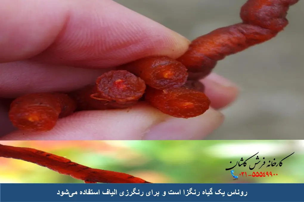 روناس برای رنگرزی