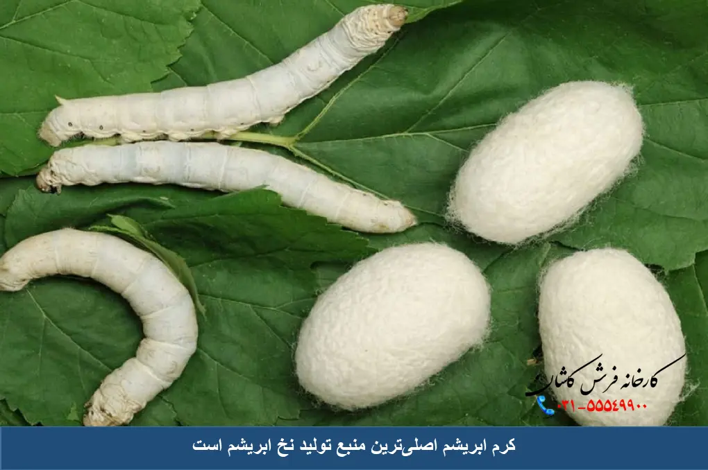 کرم ابریشم نخ ابریشم تولید می کند