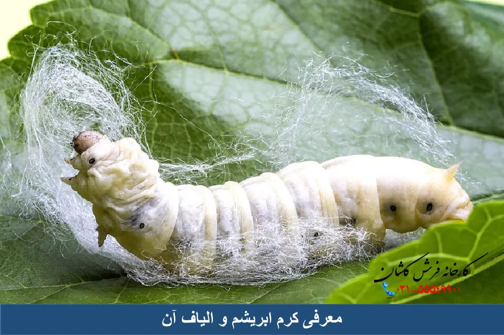 کرم ابریشم و الیاف آن