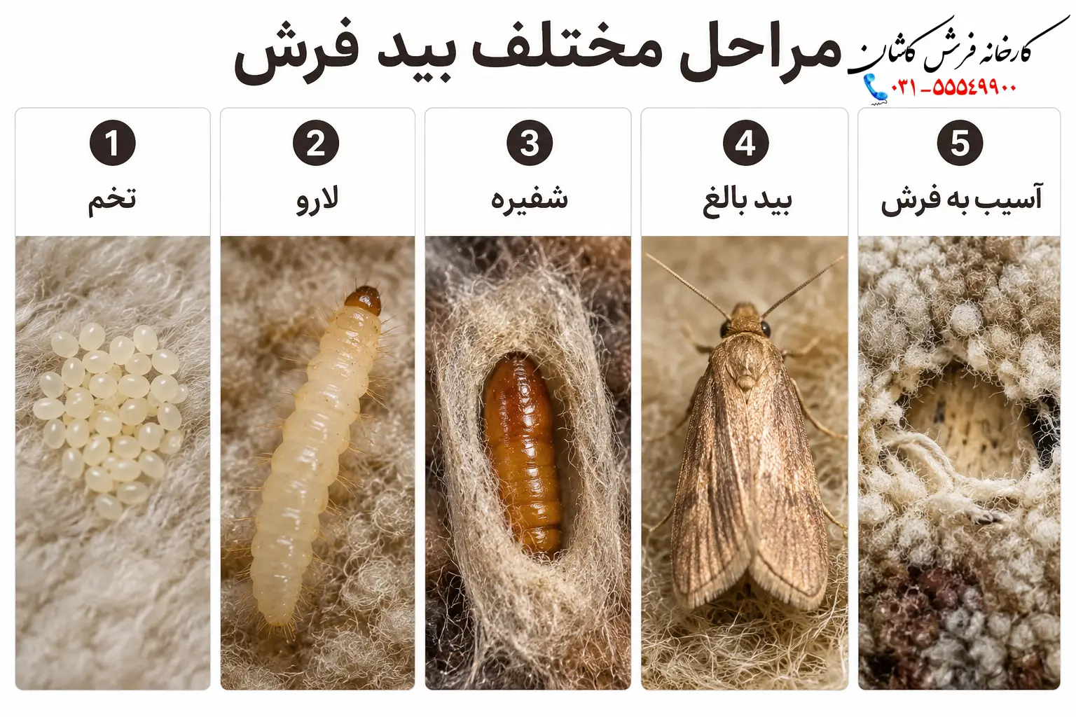 بید فرش چه شکلیه؟ عکس بید فرش