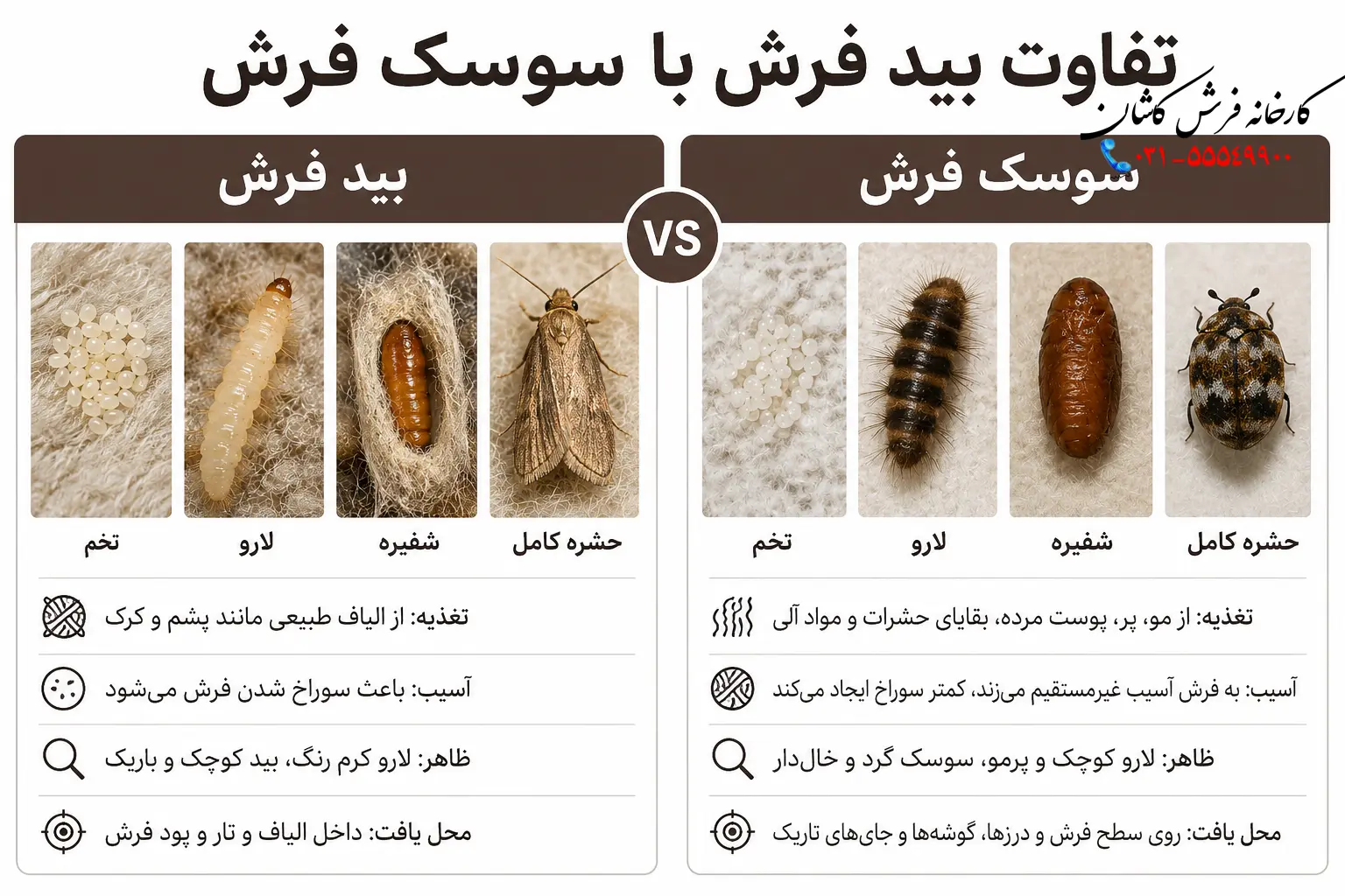 تفاوت بید فرش با سوسک فرش